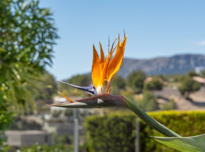 Revente - Villa -
Benissa